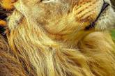 Величественные львы на снимках британского фотографа. ФОТО