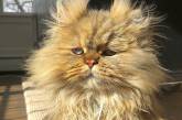 Пушистый кот Барнаби, который выглядит как понедельник. ФОТО