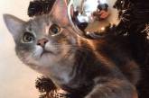 20 смешных котов празднующих Рождество и Новый год. ФОТО