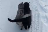 Коты «обнимались» хвостами: забавное видео