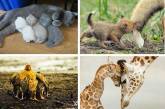 Мамы и их детки из мира животных. ФОТО