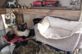 Странная кошачья логика и удобные лежаки. ФОТО