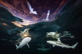 Победители конкурса подводной фотографии 2021 года. ФОТО