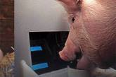 В США ученые научили свиней управлять джойстиком и играть в компьютерную игру. ФОТО
