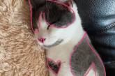 Пушистая “валентинка”: Сеть покорила кошка с необычным окрасом. ФОТО