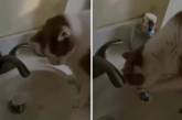 Кот научился держать в лапах чашку чтобы утолить жажду. Видео