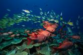 Снимки подводного мира от Жасмин Кэри. ФОТО