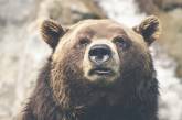 Жительницу Аляски во время похода в туалет укусил медведь