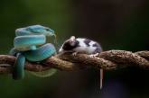 Любопытная мышка решила понюхать синюю гадюку. ФОТО