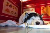 «Сторожевая собака» провалила проверку во время инсценировки налета на хозяйский магазин. ВИДЕО