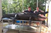 В США рыбаки поймали 350-килограммого аллигатора голыми руками. ФОТО