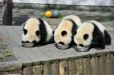Детский сад для панд в Китае. ФОТО