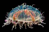 Биолюминесцентные существа из океана. ФОТО