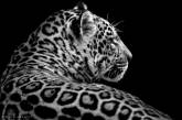 Черно-белые фотографии животных от Вольфа Адемайта. ФОТО