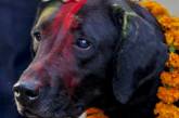 Кукур Тихар — непальский праздник почитания собак. ФОТО