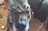 Умилительные фотографии дружбы собак и кошек. ФОТО