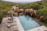 Стадо слонов приходит освежиться к бассейну в ЮАР. ФОТО