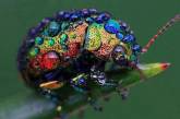 10 разноцветных животных с радужной окраской. ФОТО