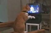 Кот боксирует смотря по телевизору спаринг (Видео)