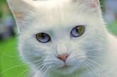 Волшебный взгляд кошек, страдающих гетерохромией. ФОТО