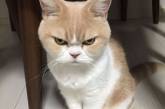 Коюки — новый хмурый кот, который покорил пользователей сети. ФОТО
