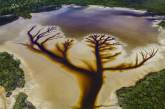 Фотограф запечатлел захватывающее дух "Дерево жизни" на вышедшем из берегов озере Какора. ФОТО