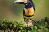 Птицы и животные на красивых снимках от Тхирумурти Ра. ФОТО
