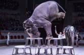 В российском цирке рухнул на арену слон. ВИДЕО