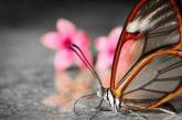 Невероятная бабочка с прозрачными крыльями. ФОТО