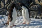 Украинские полярники показали «разборки» пингвинов на забавных фото