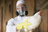 В Голландии вспышка птичьего гриппа