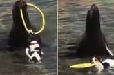 Морской котик отдал собаке свою игрушку. ВИДЕО