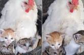 Курица заменила котятам маму. Забавное видео