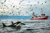 Захватывающие фотографии арктических китов. ФОТО