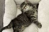 Котики подают пример того, как нужно отдыхать. ФОТО