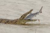 Крокодил проглотил акулу в Австралии. ФОТО