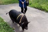 В квартире киевлян живет свинья, которая охраняет хозяев лучше чем собака. ФОТО
