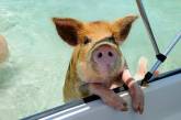 Плавающие свиньи у Багамских островов. ФОТО