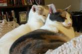 Удивительные синхронные кошки Калли и Хлоя. ФОТО