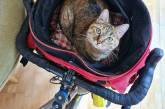 Сеть покорила кошка, путешествующая по миру на велосипеде. ФОТО