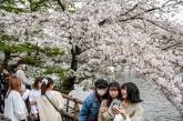 Сакура в Японии зацвела раньше, чем обычно. ФОТО