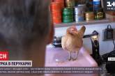 В немецкой парикмахерской клиентов развлекает курица. ВИДЕО