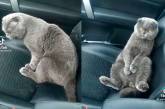 Деловой кот в салоне машины рассмешил Сеть. ВИДЕО