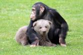 Дружба медвежонка и шимпанзе в турецком зоопарке. ФОТО