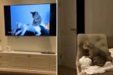 Кот научился технике массажа по телевизору. ВИДЕО