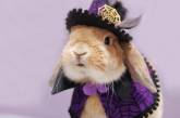 Стильный кролик Пэй-Пэй покоряет Instagram. ФОТО