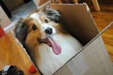Собаки, которые тоже любят сидеть в коробках. ФОТО