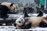 Панды радуются первому снегу. ФОТО