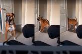Забавный ролик: пес забавно пытался найти хозяина. ВИДЕО