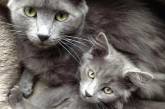 Красавицы кошки и их очаровательные мини-копии. ФОТО